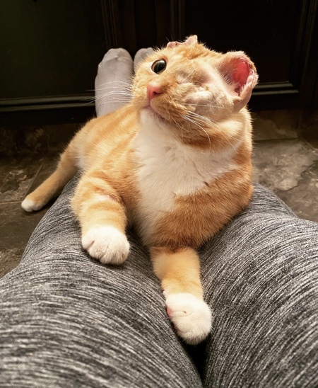 Klaus