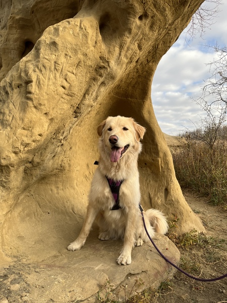 Willow