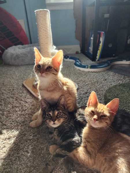 Milo, Oliver and Wally