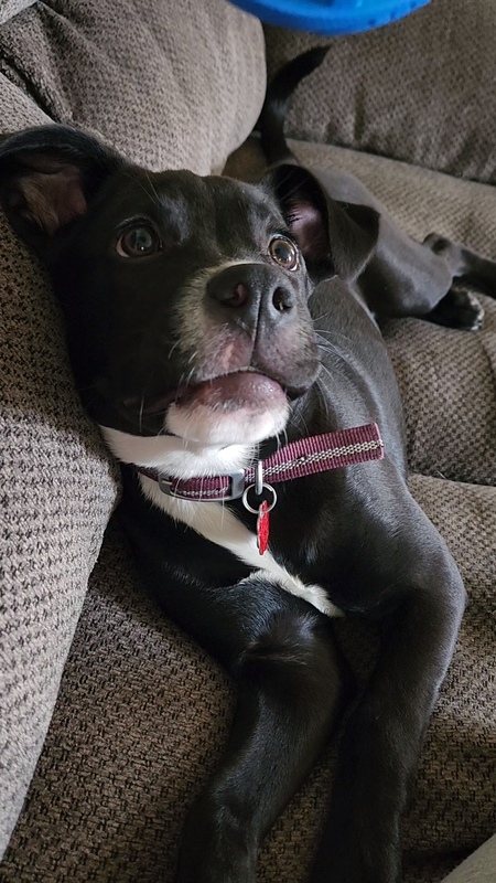 Petunia 