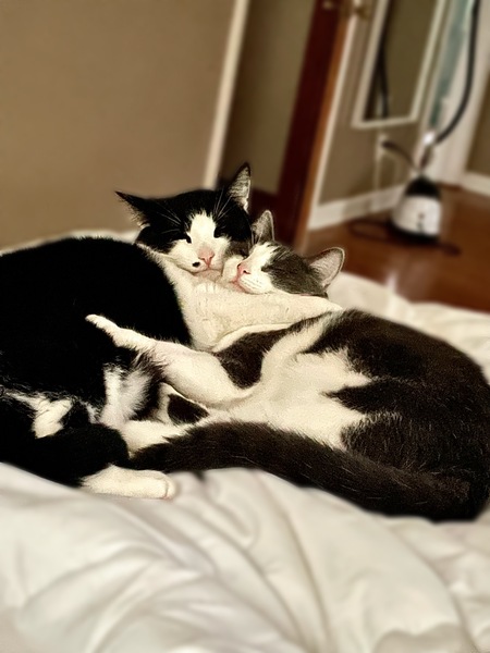 Ziggy and Gravy 