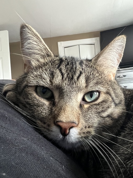 Ziggy