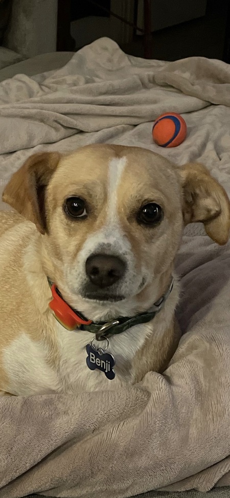 Benji