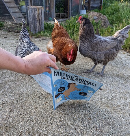 Tamaki, Lucille, and Stoney Hen