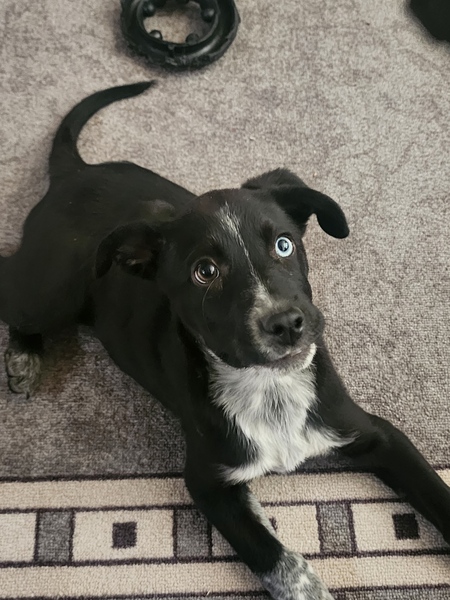 Ruger 