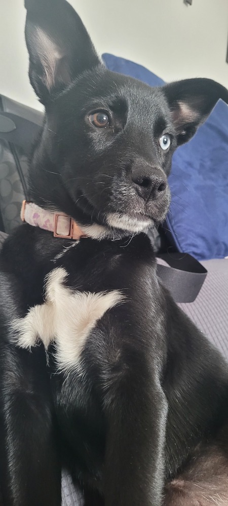 Nova