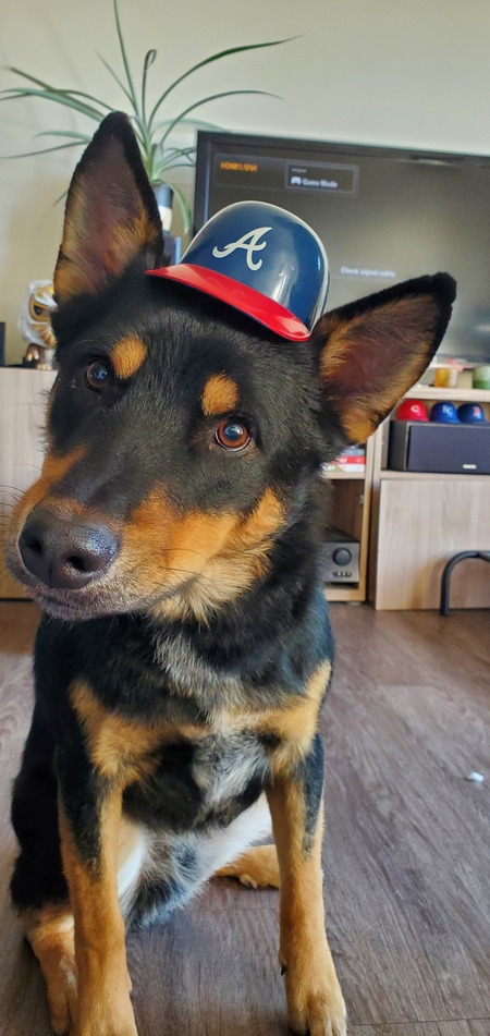 Hank the Tank