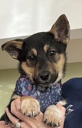 Chloe