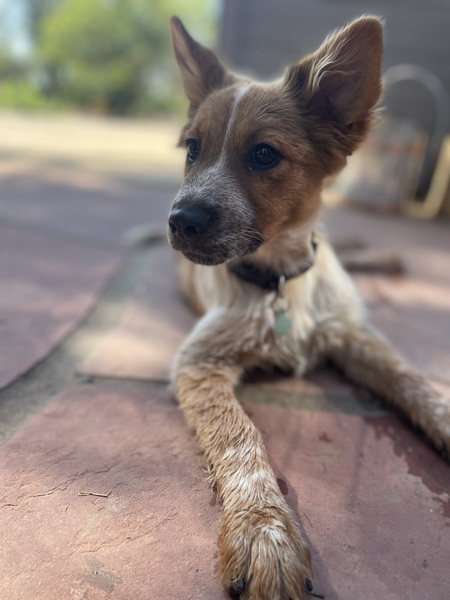 Cleo