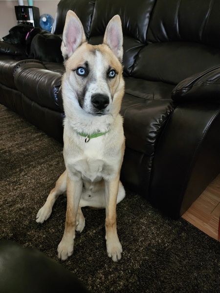 Diesel