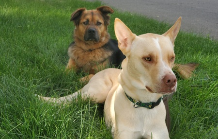 Doc and Watson 