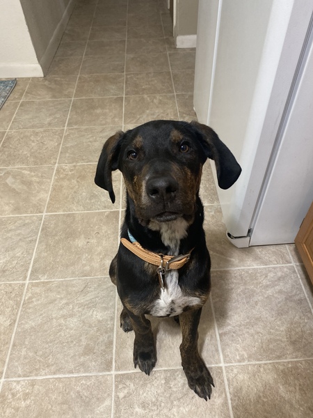 Bert