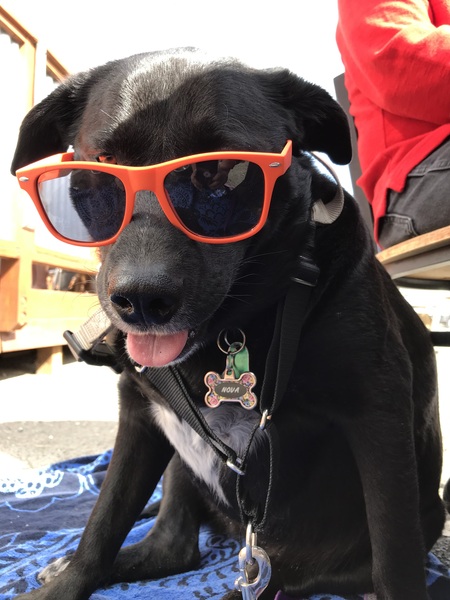 Nova