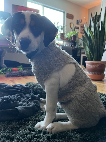 JuneBug