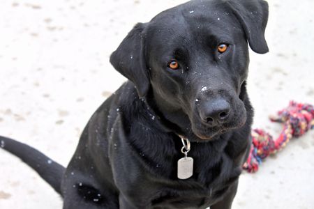 Sampson
