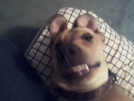 Marley