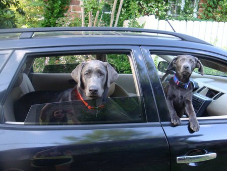 Gunner and Willow