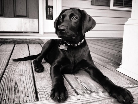 Murphy