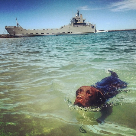 Kimo (the Lab shark)