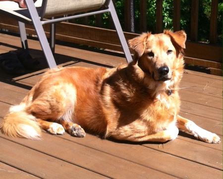 Toby