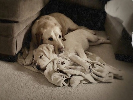 Presley & Hope