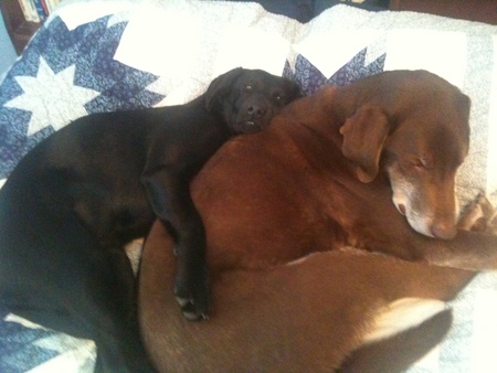 Sassy & Toby