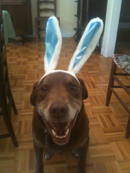 Toby