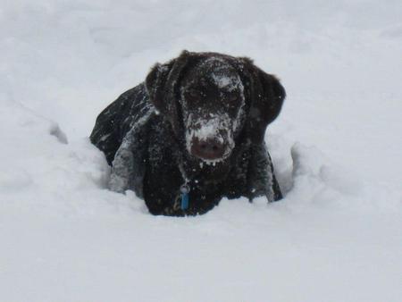 Emmitt