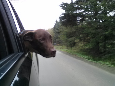  Brody