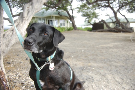 Pepper the "Sheriff"