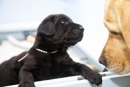 Mr White and Topper