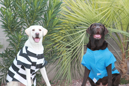 Gunner & Jersey