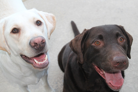 Gunner & Jersey
