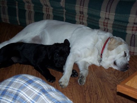 Snowball & Dozer