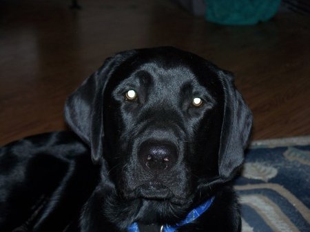Dozer