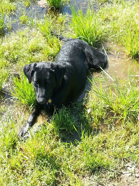 Macy 