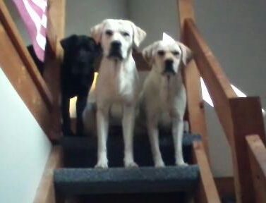 Bruschi, Brady & Bella