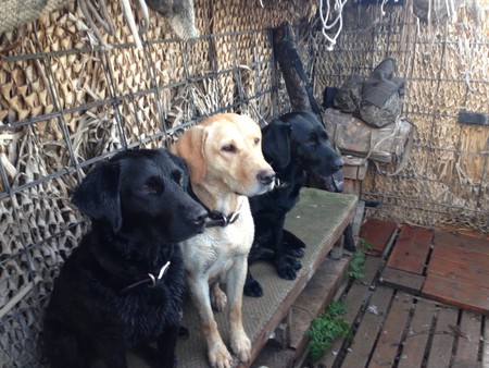 Tess, Teagan and Abby