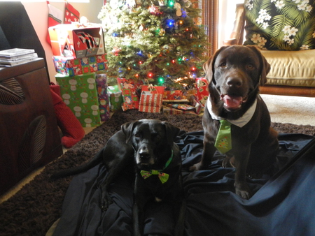 Pepper and Kimo