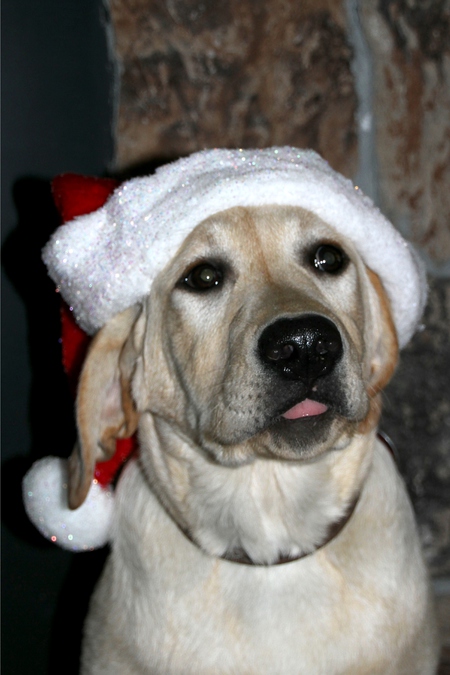 Tucker, The Elf