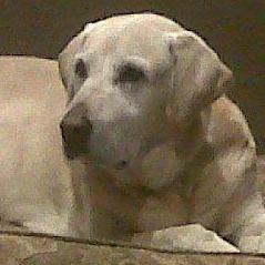 Hoss