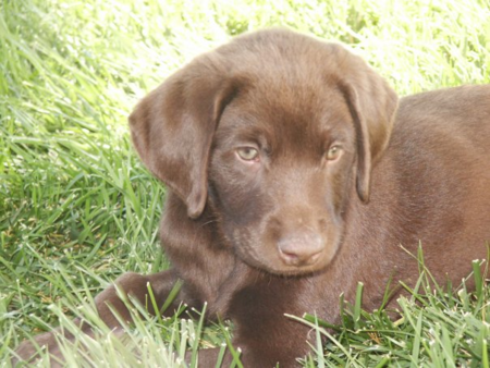 Ozzie