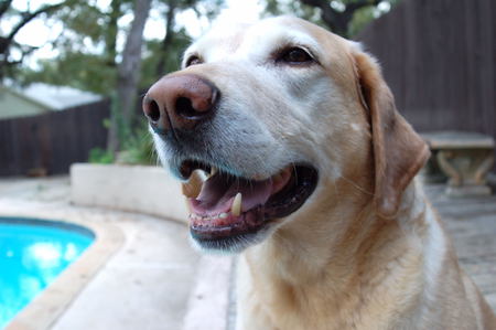 Archie