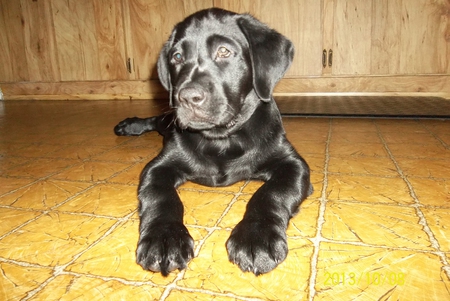 Repo Black