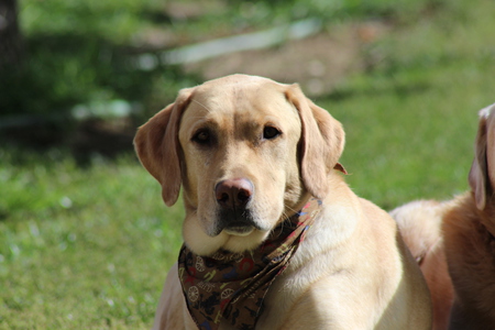 Sir Tucker