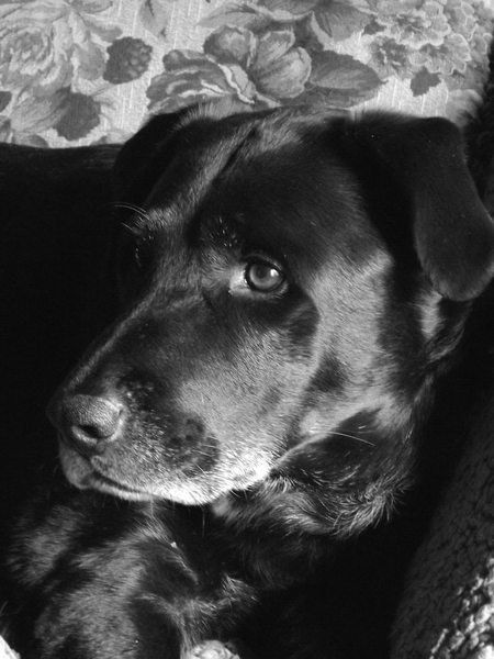 Rocky