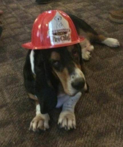 Firebasset Duke