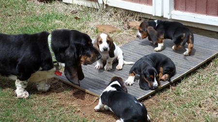 Barkley and his 'pool puppy' daycare students