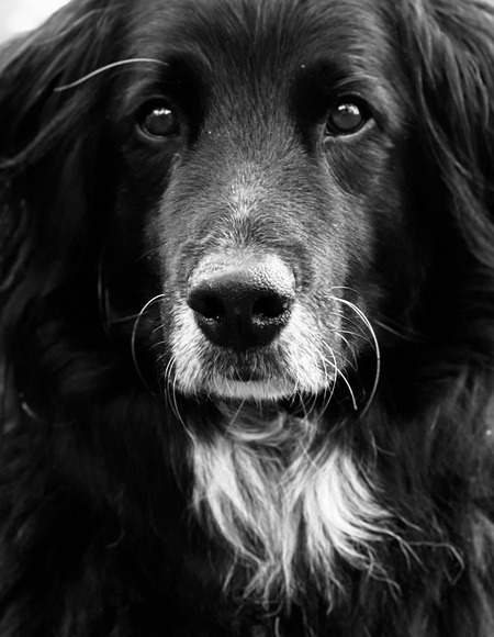 Sammy