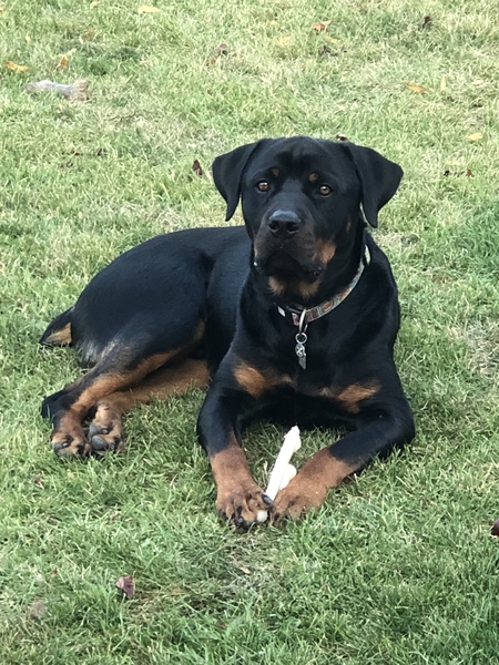 Hank